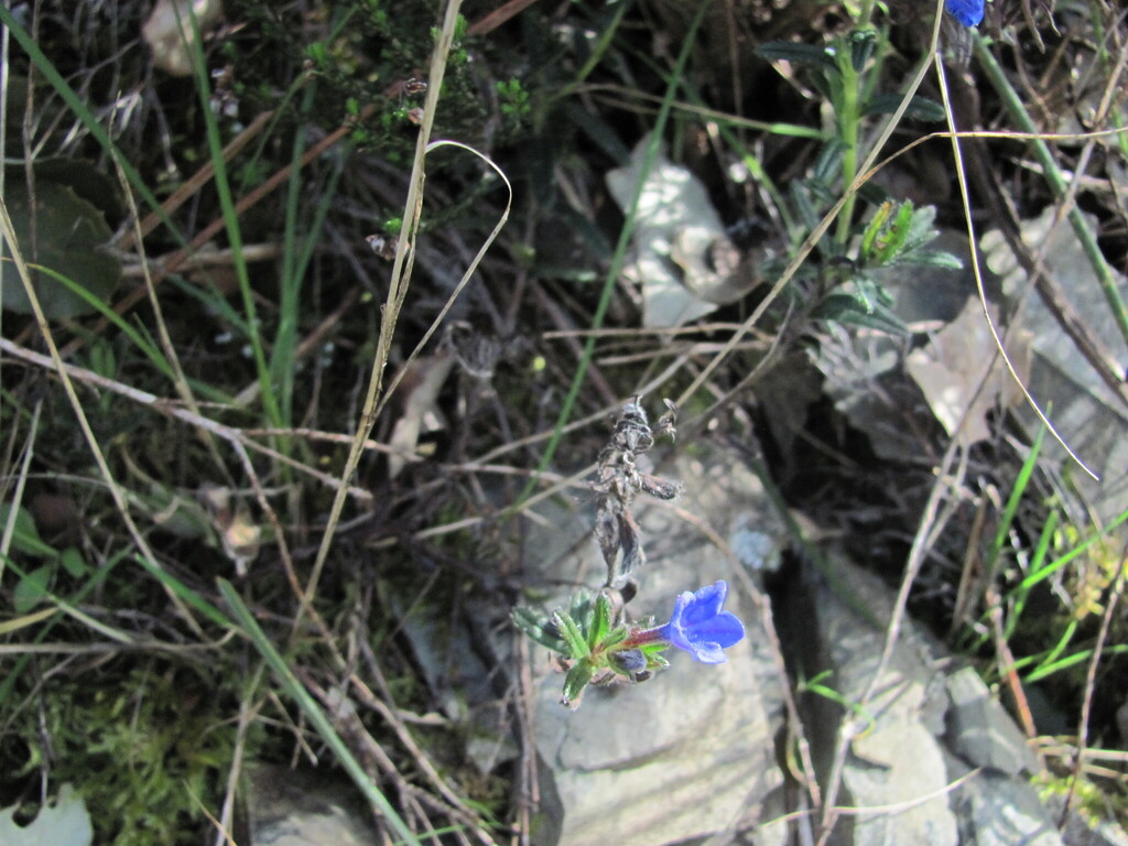 Glandora prostrata, Proença-a-Nova, Portugal