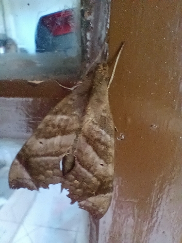 Aleuron chloroptera