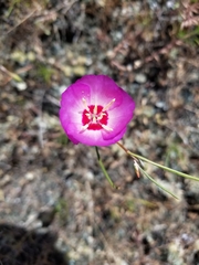 Clarkia gracilis tracyi