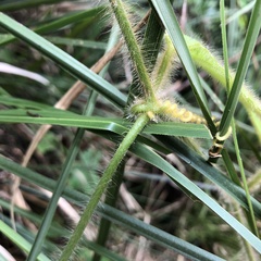 Gurania eriantha