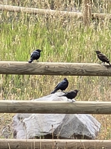 Brewer's Blackbird