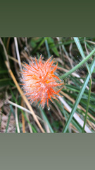 Gurania eriantha