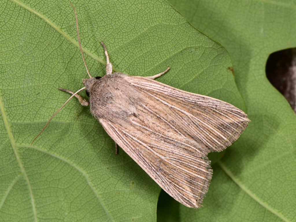 Mythimna riparia