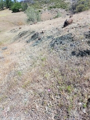 Clarkia gracilis tracyi