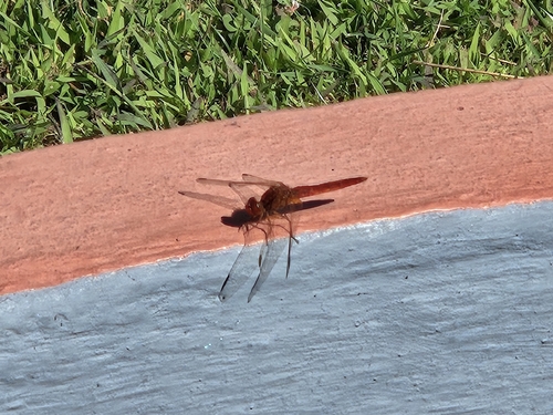 Broad Scarlet