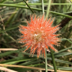 Gurania eriantha