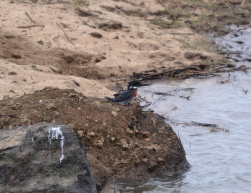 iNaturalist image
