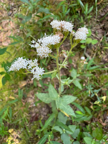 Ageratina aromatica