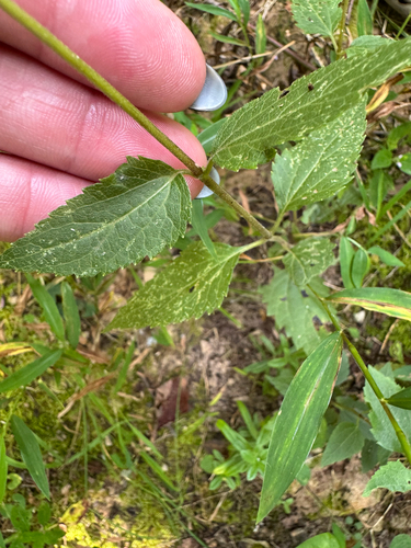 Ageratina aromatica, photograph 2