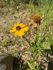 Helenium flexuosum, photograph (c) Shelby Lyn Sanders, some rights reserved (CC BY)