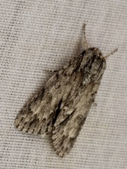 Acronicta longa