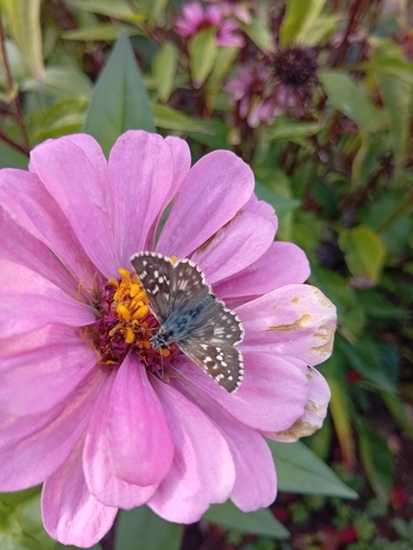 Grizzled Skipper