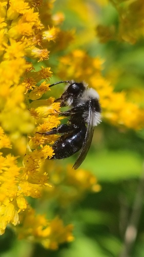 Ashy Mining Bee
