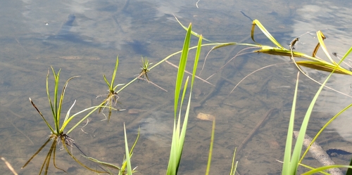 Scirpus radicans, photograph 4