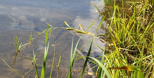 Scirpus radicans, photograph 5
