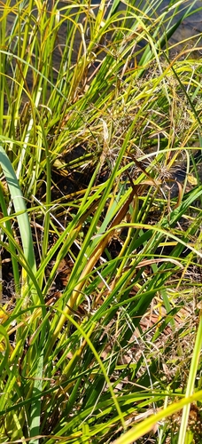 Scirpus radicans, photograph 6