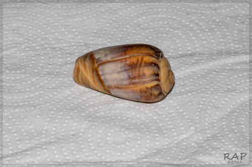 Olivancillaria urceus, 2026-07-28