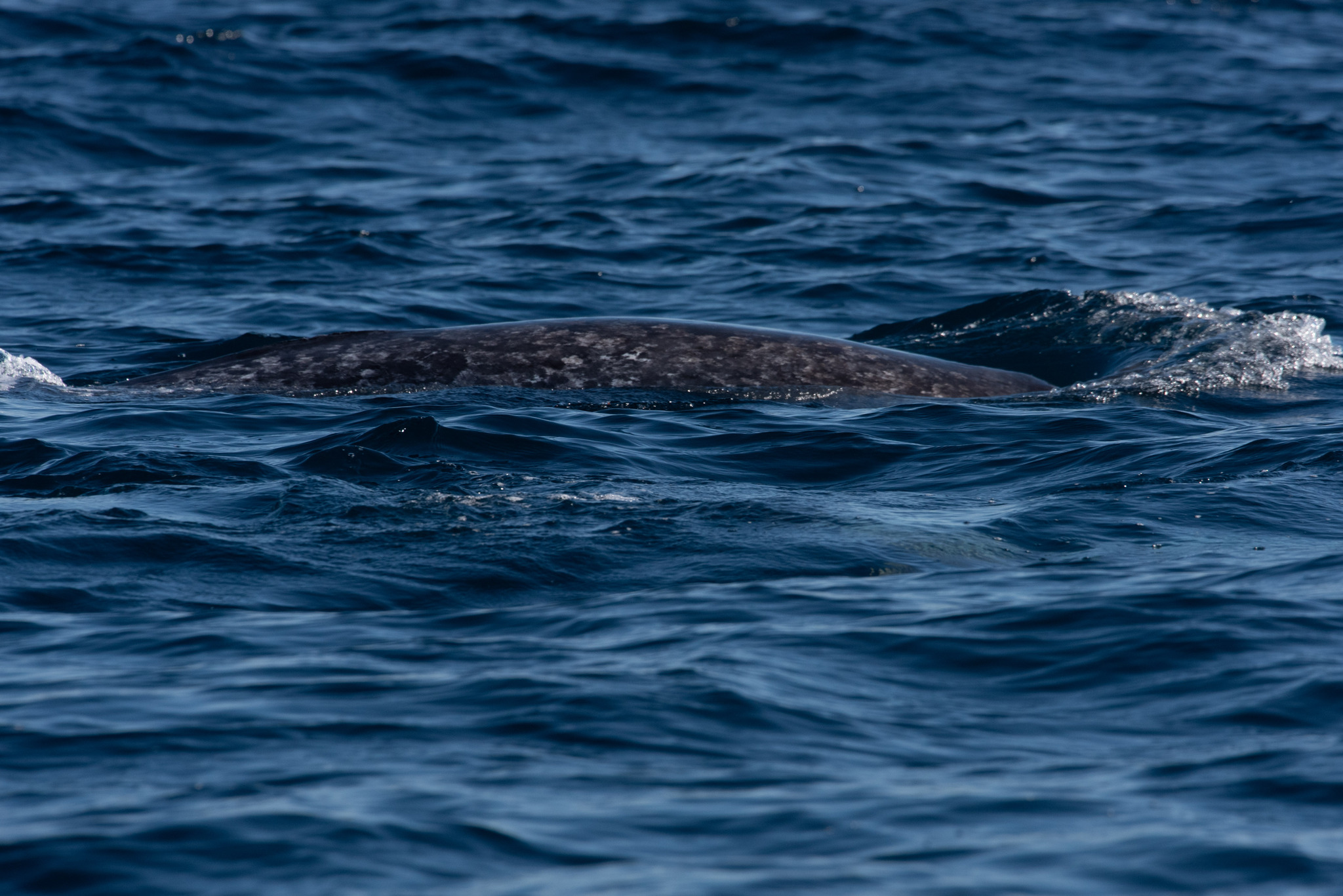 Monodon monoceros