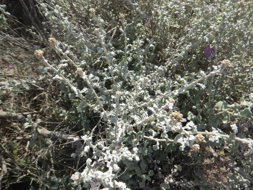 Helichrysum patulum, photograph 2