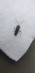 Capsodes sulcatus