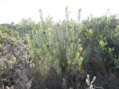 Protea lanceolata, photograph (c) James Deacon, some rights reserved (CC BY-SA)