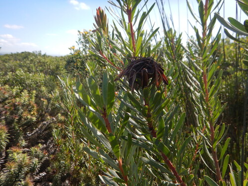 Protea lanceolata, photograph 4