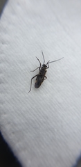 Capsodes sulcatus