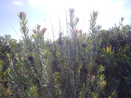 Protea lanceolata, photograph 5