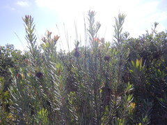 Protea lanceolata, photograph (c) James Deacon, some rights reserved (CC BY-SA)