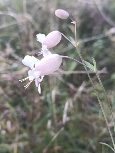bladder campion