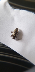Capsodes sulcatus