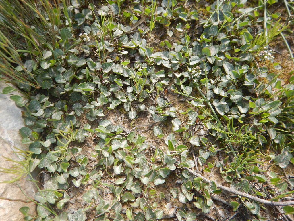 Falkia repens; photograph (c) James Deacon, some rights reserved (CC BY-SA)