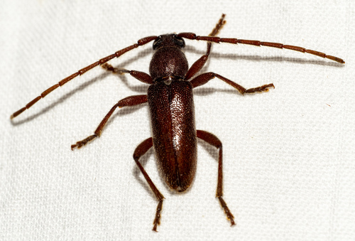 Anelaphus moestus
