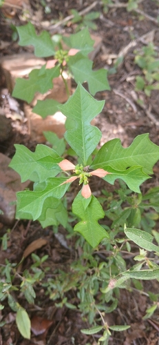 wild poinsettia