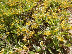 Hermannia saccifera, photograph (c) James Deacon, some rights reserved (CC BY-SA)