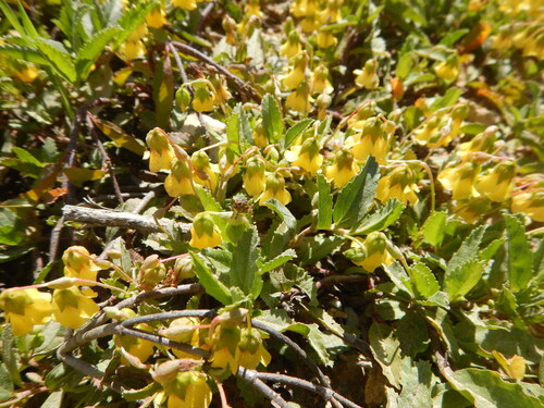 Hermannia saccifera, photograph 4