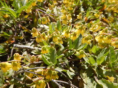 Hermannia saccifera, photograph (c) James Deacon, some rights reserved (CC BY-SA)