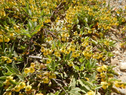 Hermannia saccifera, photograph 6