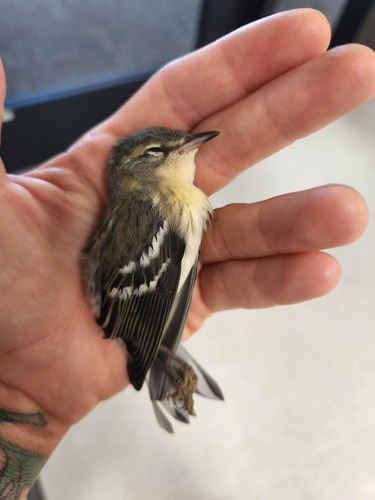 Blackburnian Warbler
