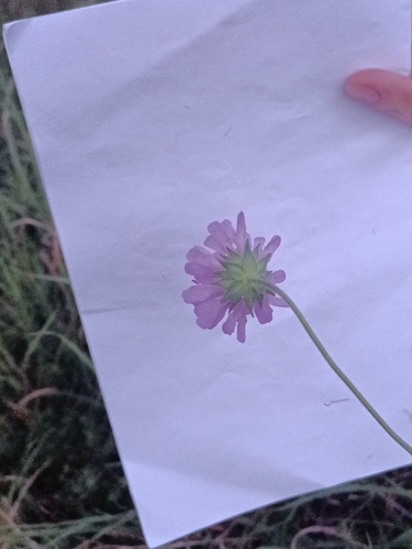 Field Scabious