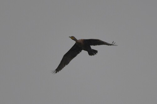 Double-crested Cormorant
