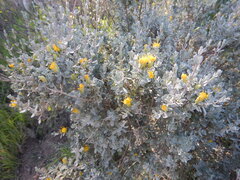 Pteronia incana