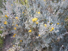 Pteronia incana, photograph (c) James Deacon, some rights reserved (CC BY-SA)