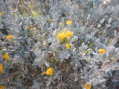 Pteronia incana, photograph (c) James Deacon, some rights reserved (CC BY-SA)