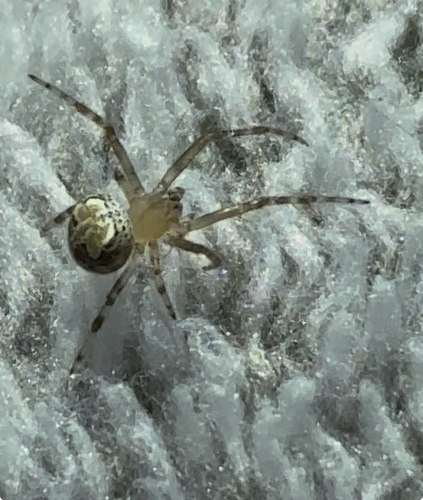 Butterfly Orbweaver