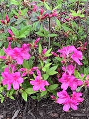Rhododendron simsii