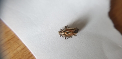 Horistus orientalis