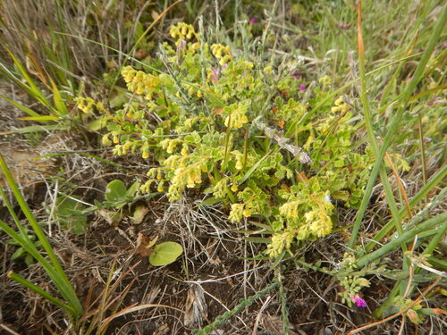 Hermannia alnifolia