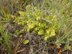 Hermannia alnifolia, photograph (c) James Deacon, some rights reserved (CC BY-SA)