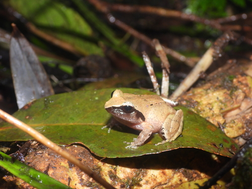 Platymantis observed 2026-08-31
